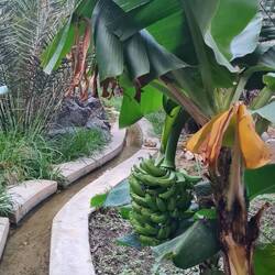 And through the banana plantation