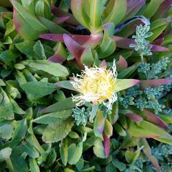 Blüte der Mittagsblume