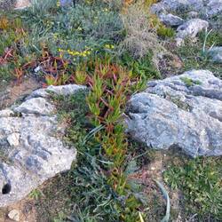 gelbe oder essbare Mittagsblume