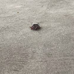 Haustier des Eisverkäufers