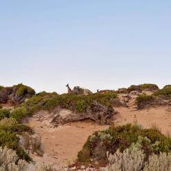 Neugierige, aber auch schüchterne Kängurus