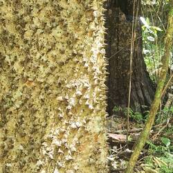 Gut geschützter Baum