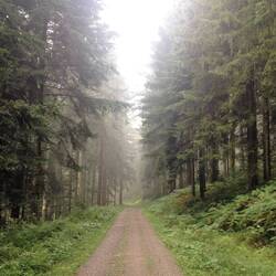 ganz still ist es im Schwarzwald