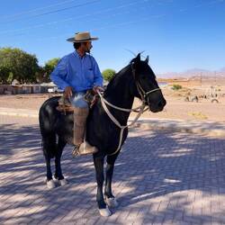 In town before the tour: a purebred criollo horse, my favorite breed of mine!