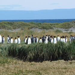 Kaiserpinguine