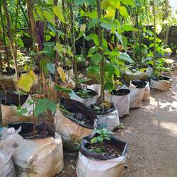 Kleine Pflanzenzucht