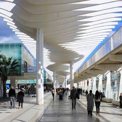 Palmeral de Las Sorpresas