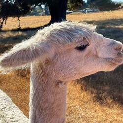 Long Neck Sheep... lol
