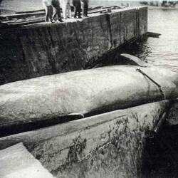 Walfisch auf der Rampe