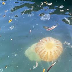 Riesenqualle im Hafenbecken bei der Anlegestelle