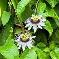 Passionsfrucht (Maracuja)