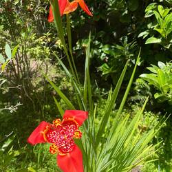 In Marions Garten blüht diese Tigerlilie nur ganz selten.