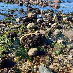 Ebbe: Das Wasser ist schon weit zurückgegangen.