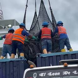 Unloading a tuna haul