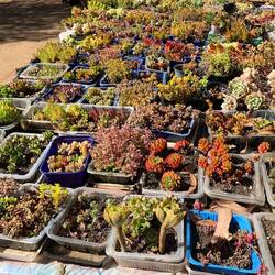 Bei Marions Nachbarin, einer Kakteen-Züchterin