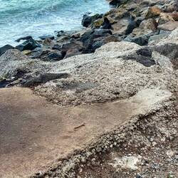 Blue Little Penguins