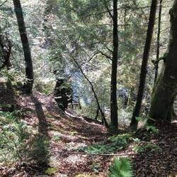 manches Mal ist die Wutach fern