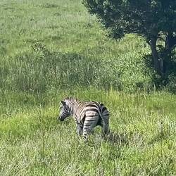 Ein Zebra wird geboren
