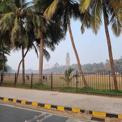 Braungrünanlage für Cricket unter Palmen