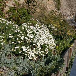 Blumenmeer am 30. Januar