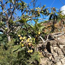 japanische Wollmispel