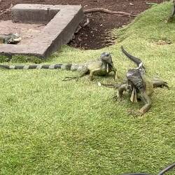 The park is famous for its iguanas