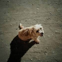 ein kleiner Heimbegleiter