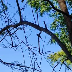 Sein Gefieder war grün-gelb schimmernd