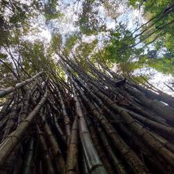 Dieser riesige Bambus wächst hier überall