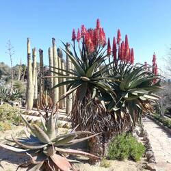 Bel aloe Vera en fleurs!