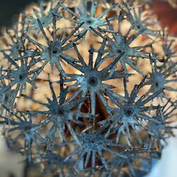 Pusteblume, die mystische Blume