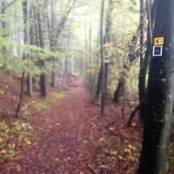 es geht auf dem Querweg durch die Hegau
