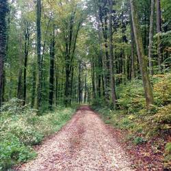 Und hört er denn nimmer auf, der Wald?