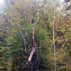 ein letztes Baummonster ...