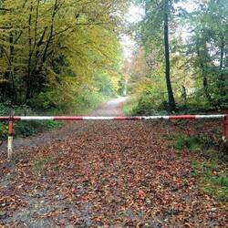 die Schranke könnte die Waldgrenze sein ...