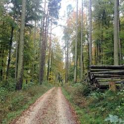 Wald, Wald, Wald ...