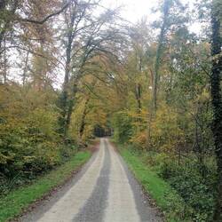 doch es geht weiter durch Wald ...