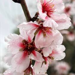 Mandelblüte bei Guaro