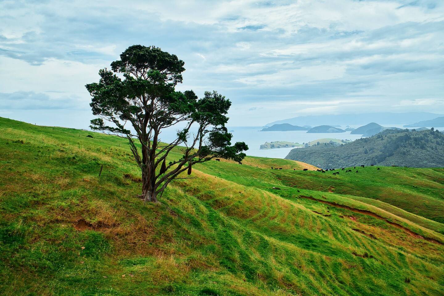 An der Küste der Coromandel Peninsula