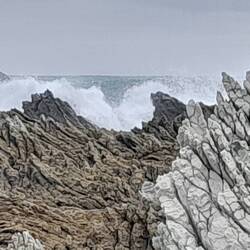 The wilde erst sea