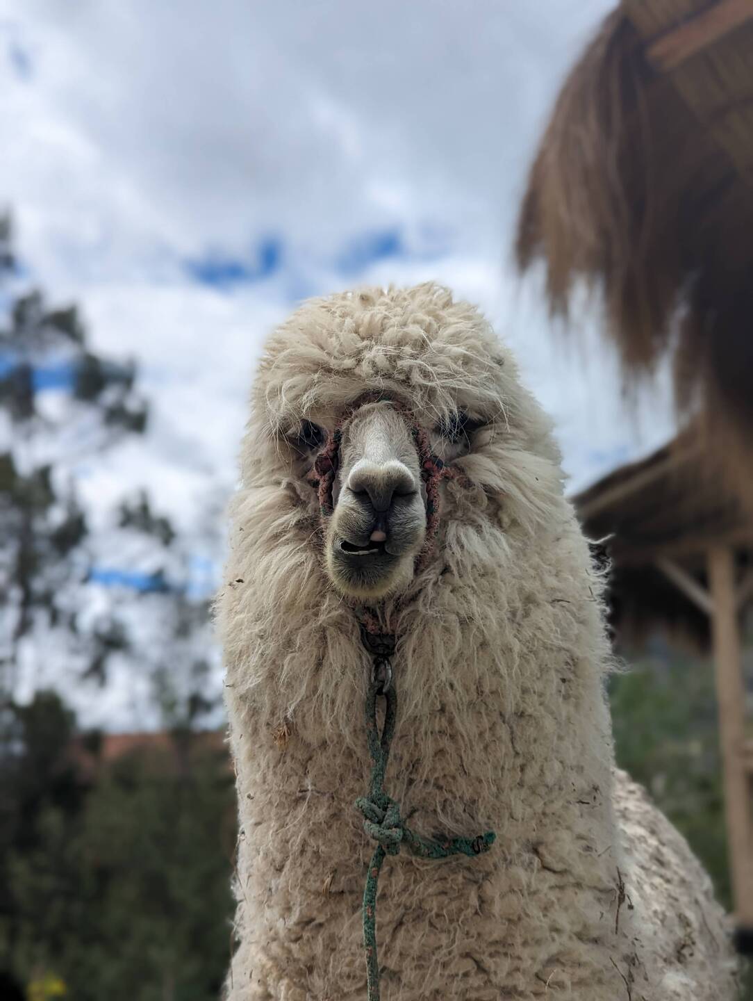 Alpaca love 🦙❤️