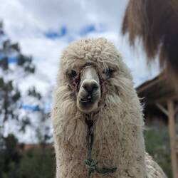 Alpaca love 🦙❤️