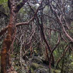 Witch forest