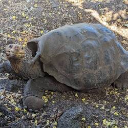 Giant tortoise 🐢