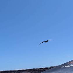 Frigate bird welcoming us