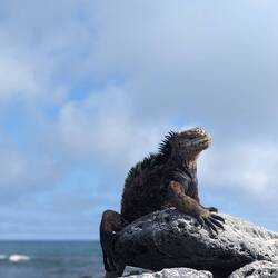 Marine iguana modelling 🦎