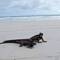 Marine iguana in action