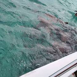 Soooo viele Haie / many nurse sharks