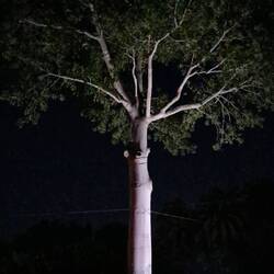 Der Ceibo, heiliger Baum der Mayas