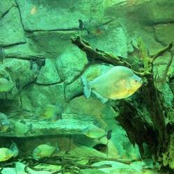 Piranha at the Parque Explora aquarium.